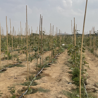 Het kleurrijke Ruwe Bamboe Polen van het Bamboeriet voor Tuinlandbouw