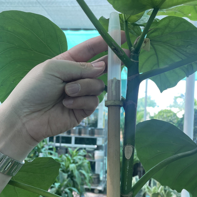 De droge rechtstreeks 60cm tot 595cm Grote Natuurlijke Kleur van Bamboepolen