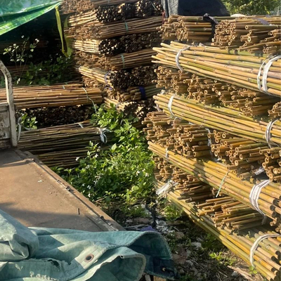 18 mm tot 160 mm Diameter Bamboestik Moso Bamboestik Bouwbouw Landbouw